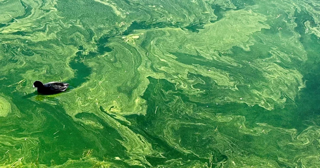 When the Waters Turn Green