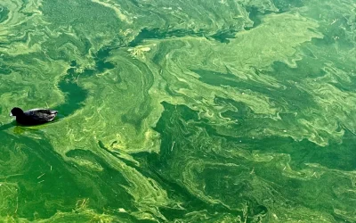 When the Waters Turn Green