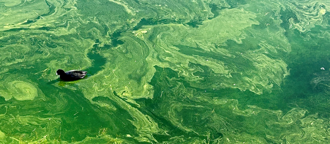 Duck-in-algae-bloom-pano-crop image coot swimming in thick green algea on the water surface
